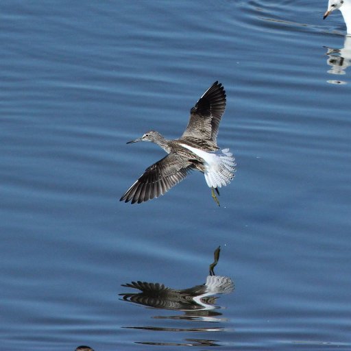 Birds/Dragonflies/Butterflies/Moths VC64  Grandparents to Joe Fryer keen birder/ photography.