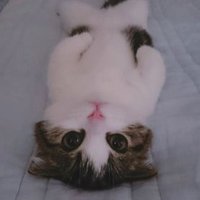 πΏγ΄γ«γγγ§γπΏ (@doppelgengerda) 's Twitter Profile
