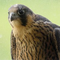 Craig Denford(@wokingperegrine) 's Twitter Profile Photo