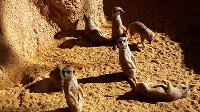 Suricatalover's profile picture. Naturaleza, nieve y tranquilidad