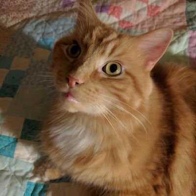 tobycat99's profile picture. I don't have it all figured out, but I am on a journey with the one who does know all things.