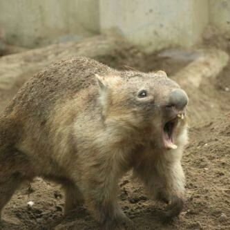 demdem1212's profile picture. 生きてます