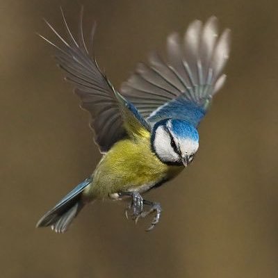 The Blue Tit bird watching association located in Oxford is a famous club for bold and eager members of the community est 1920