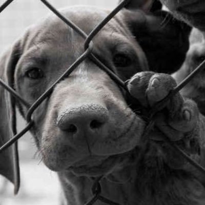 animaltesting8's profile picture. Stop Animal Testing In Canada. Alerting the public of the horrible reality of Animal Testing. Let's put an end to this issue across Canada. -Kaitlyn McArdle