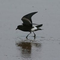 Hilbre Bird Obs(@hilbrebirdobs) 's Twitter Profile Photo