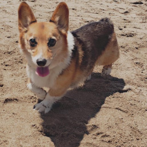 just ken yeung's dog nbd, curating n shit