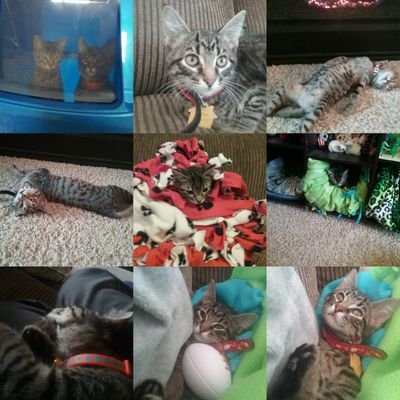 Penguin1750's profile picture. Kittens