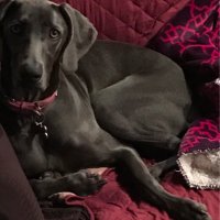 Bxf7 (@bxf73) 's Twitter Profile