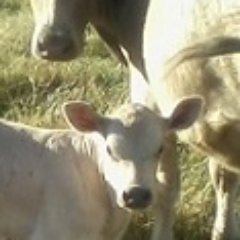 LarryStCroix's profile picture. Farmer, reader, straight, progressive, pro-choice, equality yours & mine, love not war, live & let live, snarky, #solidarity Only tweet links I have read