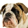 IB_Bulldogs's profile picture. Doing our part "to create a better and more peaceful world through intercultural understanding and respect."  Mission Driven!