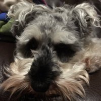 Angry Schnauzer(@pulledguard) 's Twitter Profile Photo