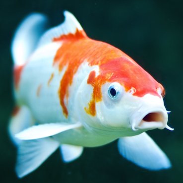 KOIEHV's profile picture. 