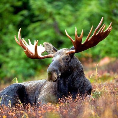 JGrapefruit's profile picture. "Stupid is as stupid does" (Forrest Gump)