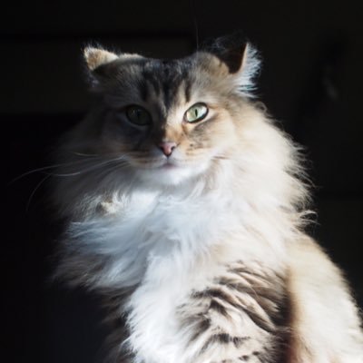 猫のシナモンズ(メイプル、オリーブ、ローズ)の写真がほとんど。Most tweets are the photograph of cat's Cinnamons (Maple, Olive, Rose). 【 Instagram : cinnamons_cats 】