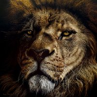 Annie Drew Art (@adwildlifeart) 's Twitter Profile