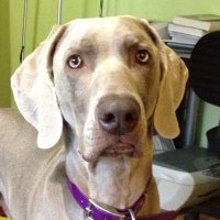 Whiskey the weim (@whiskey_weim) 's Twitter Profile