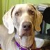 Whiskey the weim (@whiskey_weim) Twitter profile photo Whiskey the weim (@whiskey_weim) Twitter profile photo