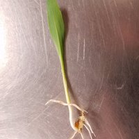UNL Plant Vision (@unlplantvision) 's Twitter Profile