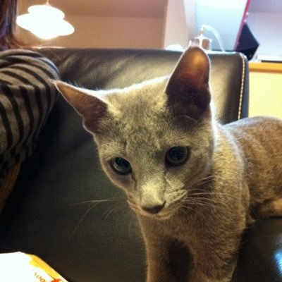 mune1011's profile picture. 2007年にファジアーノ岡山サポーターに。2013年から関東住みサポ／猫います（ロシアンブルー）／コロナ禍の2020年6月にNESTO ALTERNAを衝動買いしてロードバイク始めました
