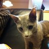 mune1011's profile picture. 2007年にファジアーノ岡山サポーターに。2013年から関東住みサポ／猫います（ロシアンブルー）／コロナ禍の2020年6月にNESTO ALTERNAを衝動買いしてロードバイク始めました