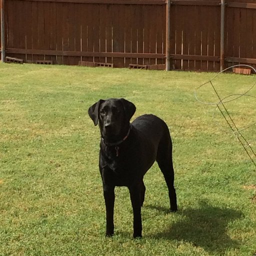 Kstaples007's profile picture. Proud American, animal lover and life long Aggie!