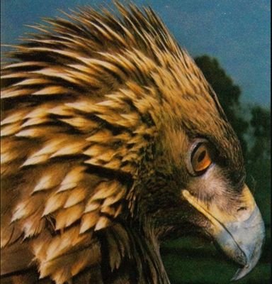 AquilaGolden's profile picture. Californian, conservative, believes the Bible and in the Constitution.