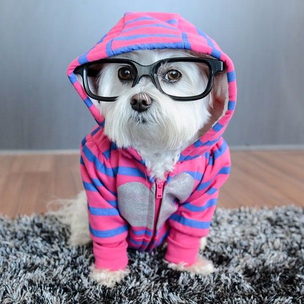 a special video channel for cute animals and babies compilation.