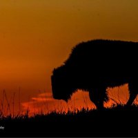 Forsan ISD (@forsanisd) 's Twitter Profile