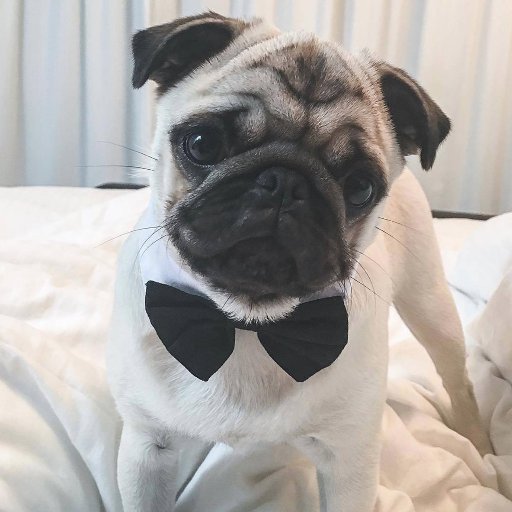 Hi! I'm Douglas the Pug!