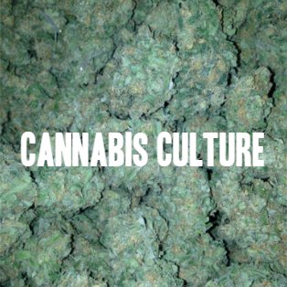 Twitter page of Cannabis Culture, follow for everything weed related!