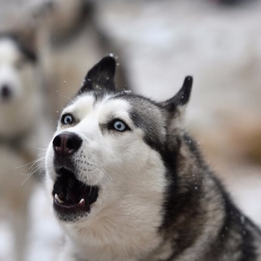 husky_rascal's profile picture. Back to work, people! Mama, don't let your babies grow up to be MAGAts. Proudly BLOCKED by Travis Tritt!  NO DM'S!!!!!!