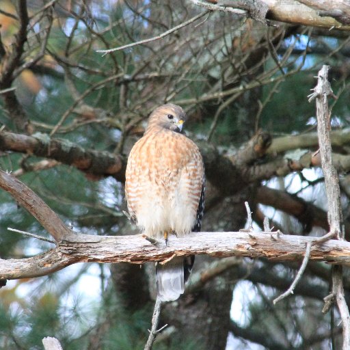 Backyard Bird Blog