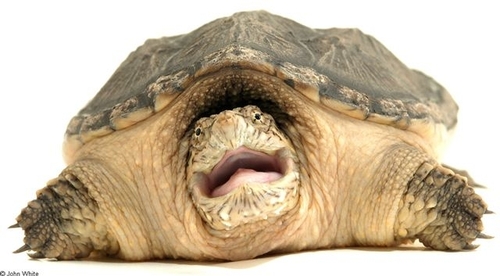 Brennan's of Houston's pet turtle.