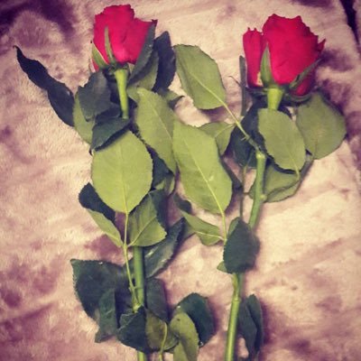 ebrugul331's profile picture. 