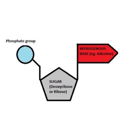 Made up of elements including C, H, O, N and P         ~I store genetic information😉~