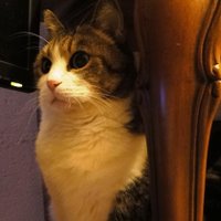 jerritama🐈🐟🐈 (@jerritama) 's Twitter Profile