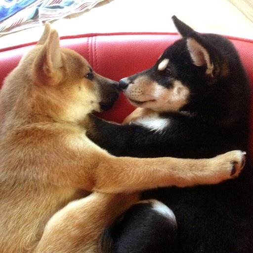 柴犬エルヴィスとプレスリー Shibainu Elvis and Presley