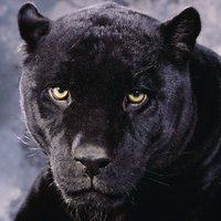 Kidd Kat (@kiddkatfl) 's Twitter Profile