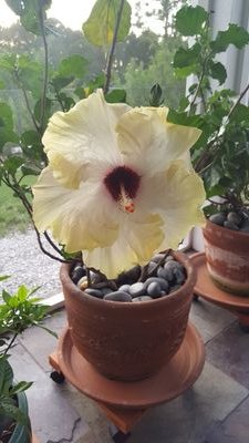 Team3len's profile picture. #Married, #Conservative, #Republican, #Love #America, #LoveTrumpPence, #Mother, #AirForceBrat, #NRA, #MastersDegreeInManagement, #MAGA, #CancerSurvivor