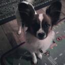 Alicia Shields - @pashields - Twitter