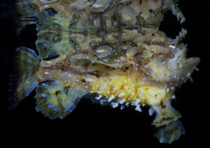 Sargasso_Sea's profile picture. Formally, I'm the center of the North Atlantic gyre.  But you can call me the Sargasso Sea.  I enjoy basking in vast mats of pelagic Sargassum seaweed.