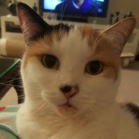 Poss (@corrinaliao) 's Twitter Profile