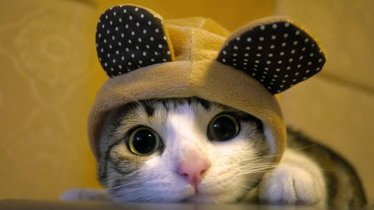 patatespisisi's profile picture. Patates aşktır miyuvvvvvvvvv