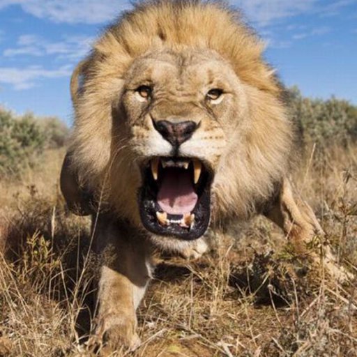 Hello guy!
thank for accept me
please happy to my videos of animals
always update for you.