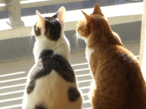 tomo1537's profile picture. 行方不明（アイコンの白黒のネコ）、結局見つからなかった。どこかで幸せに暮らしていることを祈ります。