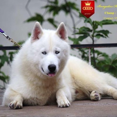 Top Siberian huskies in India where quality seeks quality
