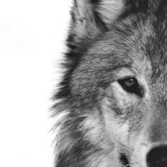 ObergHakke's profile picture. 