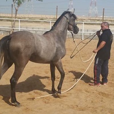 Whisperz a program which has been designed and developed by me to enable humans to speak The Language of Equuis. The basis of all training @dhabianequi