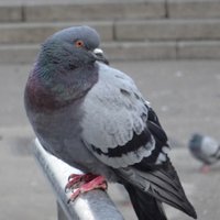 Tendayi (@tendayib) 's Twitter Profile