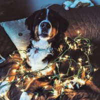 Era_The_Bernese (@era_the_bernese) 's Twitter Profile